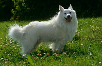 White Point domestic dog, Poland