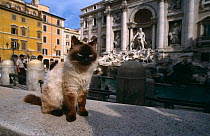 Feral cat {Felis catus} Siamese cat, near Trevi fountain, Rome, Italy