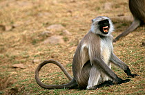Southern plains grey / Hanuman langur {Semnopithecus dussumieri} making alarm call, Sariska NP, Rajasthan, India