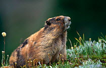 Olympic marmot {Marmota olympia} Olympic NP, Washington, USA
