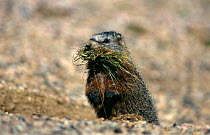 Yellow bellied marmot {Marmota flaviventris} collecting nest material, Yellowstone NP, Wyoming, USA