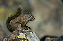 North american red squirrel in winter coat {Tamiasciurus hudsonicus} Yellowstone NP, USA