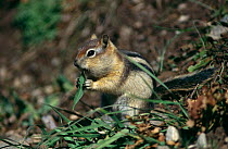 Golden mantled ground squirrel {Spermophilus / Citellus lateralis} Yellowstone NP, USA