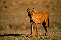 Dhole / Indian wild dog {Cuon alpinus} Bandhavgarh NP, Madhya pradesh, India