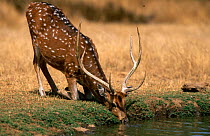 Spotted / chital deer {Axis axis} male kneeling and drinking, Sariska NP, Rajasthan, India