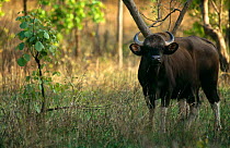 Indian bison / Guar {Bos gaurus} Kanha NP, Madhya Pradesh,  India