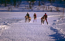 Saami Reindeer racing at Easter, Kautokeino, Norway