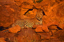 Leopard {Panthera pardus} Okonjima, Namibia