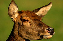 Red deer {Cervus elaphus} female portrait, Captive, Germany