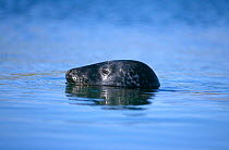 Grey seal {Halichoerus grypus} at surface, Shetland Isles, Scotland, UK