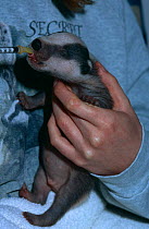 Syringe feeding a Badger cub {Meles meles} Somerset, UK