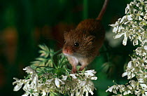 Harvest Mouse {Micromys minutus} UK