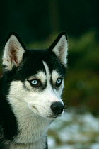 Domestic dog, Siberian husky, black and white, portrait, sled dog event, Scotland, UK