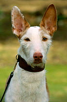Domestic dog, Ibizan hound, rough coated, lion and white, portrait, scotland, UK