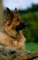 Domestic dog, female Alsatian, Dorset, UK