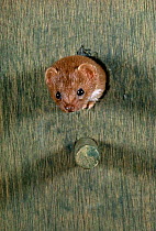 Weasel {Mustela nivalis} leaving bird nest box, captive, UK