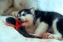 Husky pup, domestic dog {Canis familiaris} feeding on seal meat, Arctic Bay, Canada