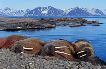 Walrus {Odobenus rosmarus} on beach at summer haulout, Prins Karis Foreland, Svalbard, Norway