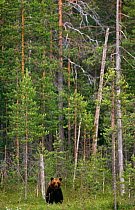 European brown bear {Ursos arctos} wild, summer, Finland