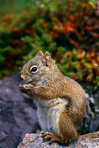 North American red squirrel {Tamiasciurus hudsonicus} Great Slave Lake, Canada