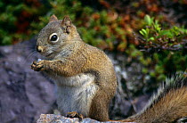 North American red squirrel {Tamiasciurus hudsonicus} Great Slave Lake, Canada