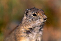 Belding's ground squirrel {Spermophilus beldingi} Yosemite NP, California, USA