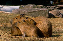Capybara {Hydrochoerus hydrochaeris} family group, Philadelphia, USA