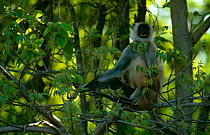 Southern plains grey / Hanuman langur {Semnopithecus dussumieri} alarm calling, Bandhavgarh NP, India