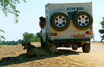 African lion {Panthera leo} two lionesses lying in shade of vehicle, Kalahari Gemsbok NP, South Africa