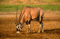 Gemsbok {Oryx gazella gazella} licking the soil for its minerals, Kalahari Gemsbok NP, South Africa