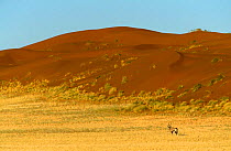 Gemsbok {Oryx gazella gazella} beside red sand dunes, Namib desert, Namibia