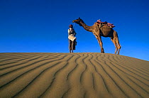 Dromedary camel {Camelus dromedarius} with handler, Rajasthan, India