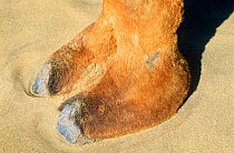 Dromedary camel {Camelus dromedarius} close up of foot / hoof, Rajasthan, India