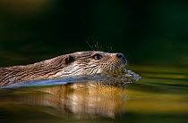 European river otter {Lutra lutra} swimming, Europe