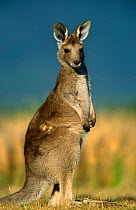 Eastern grey kangaroo {Macropus giganteus} juvenile, Australia