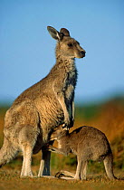 Eastern grey kangaroo {Macropus giganteus} joey suckling from mother, Australia
