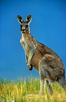 Eastern grey kangaroo {Macropus giganteus}  Australia