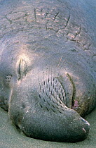 Northern elephant seal {Mirounga angustirostris} male sleeping, California