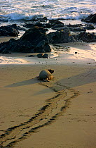 Northern elephant seal {Mirounga angustirostris} making its way down the beach to the sea, California, USA