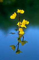 Greater bladderwort {Utricularia vulgaris} Germany