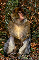 Barbary ape {Macaca sylvanus} Germany, Captive