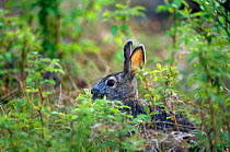 Snowshoe hare {Lepus americanus} summer coat, Great Slave Lake, Canada