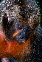 White faced saki monkey {Pithecia pithecia} female, from Amazon rainforest