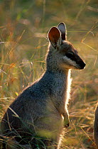Whiptail wallaby {Macropus parryi} Queensland, Australia