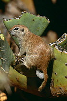 Round tailed ground squirrel {Spermophilus tereticaudus} on cactus, Arizona, USA