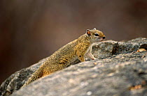 Bush squirrel {Paraxerus sp} Zimbabwe
