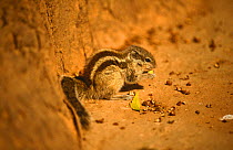Five striped ground squirrel {Tamiops sp} feeding, India