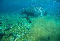 Hippopotamus {Hippopotamus amphibius} swimming underwater, Mzima springs, Kenya