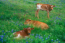 Domestic cattle, Texas Longhorn, Texas Hill Country, USA
