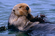 Sea otter {Enhydra lutris} floating with seaweed in water, California, USA